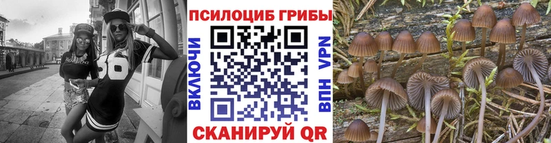 наркота  Нестеровская  Псилоцибиновые грибы Cubensis 